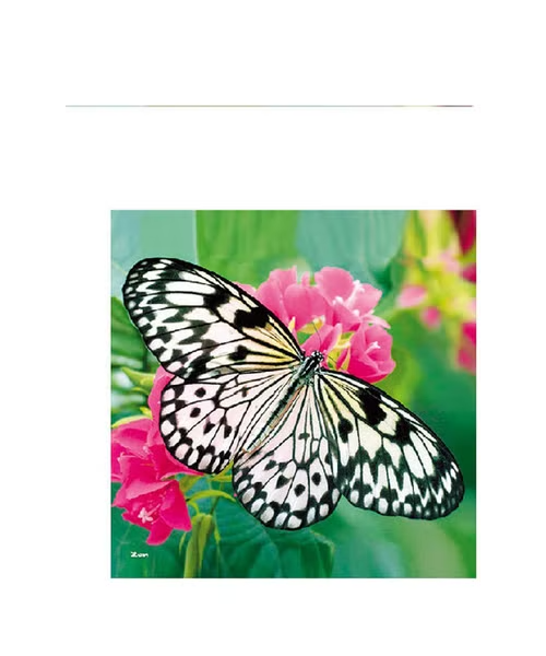 بطاقة معايدة بطبعة فراشة ووردة من إيديتور - متعدد الألوان